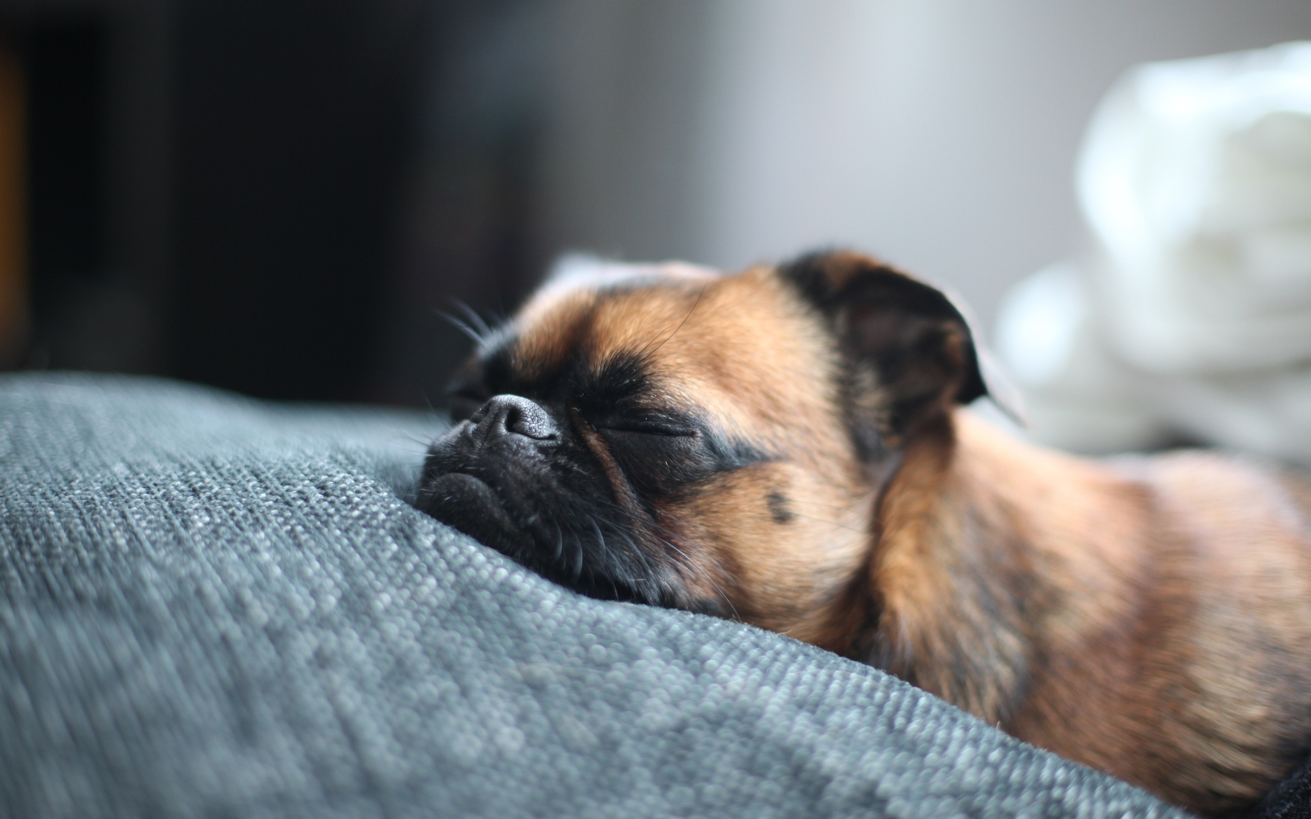 Фото бесплатно пес, отдых, сон
