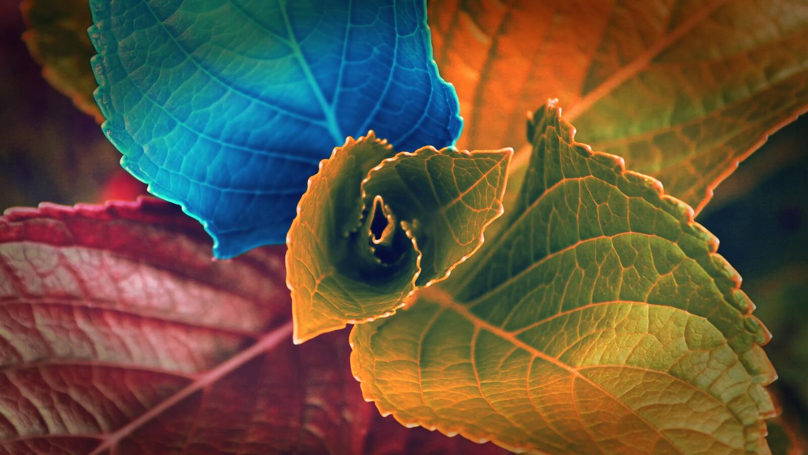 Wallpapers colorful leaves red on the desktop