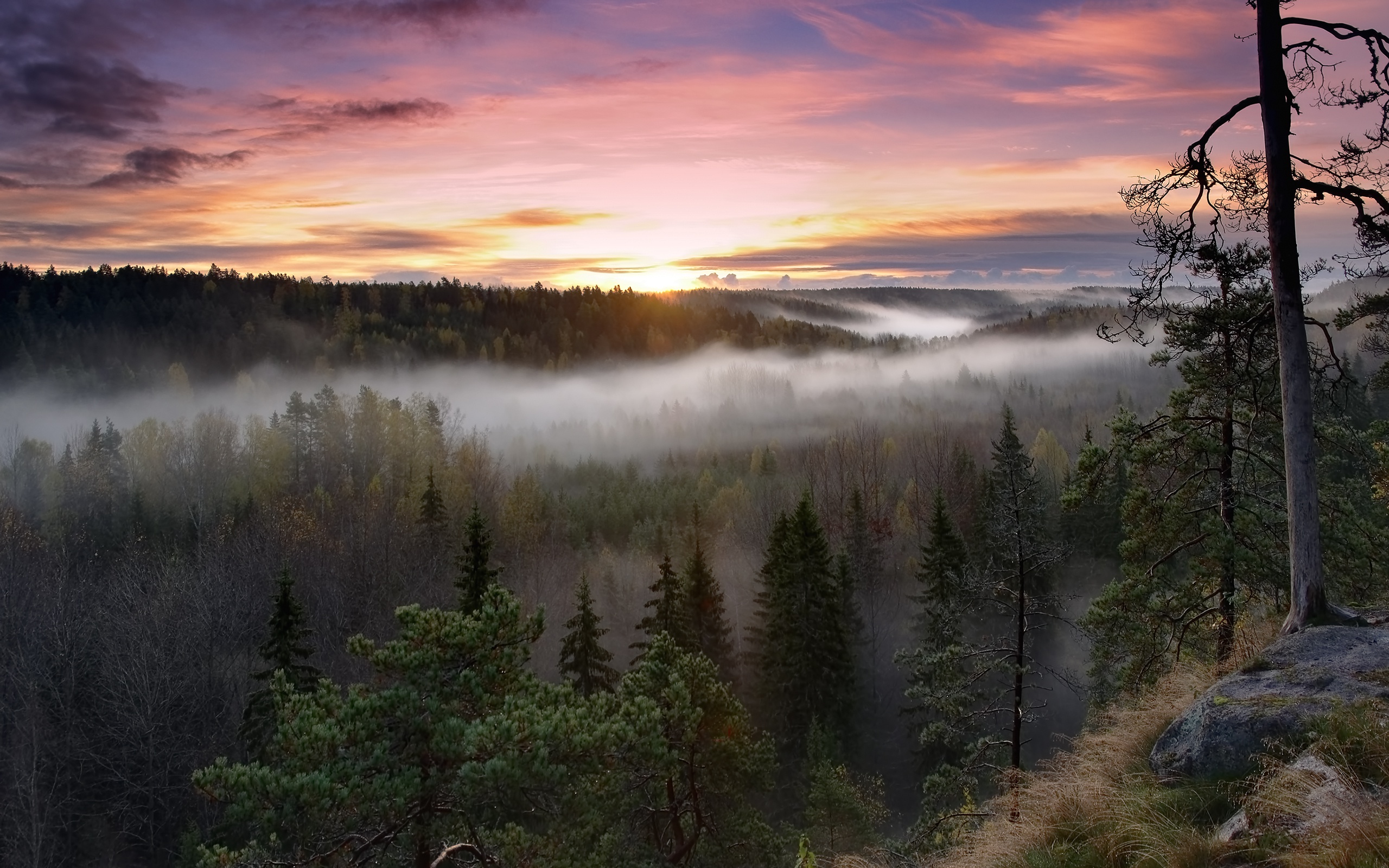 Фото бесплатно таёжный туман, лес, камень
