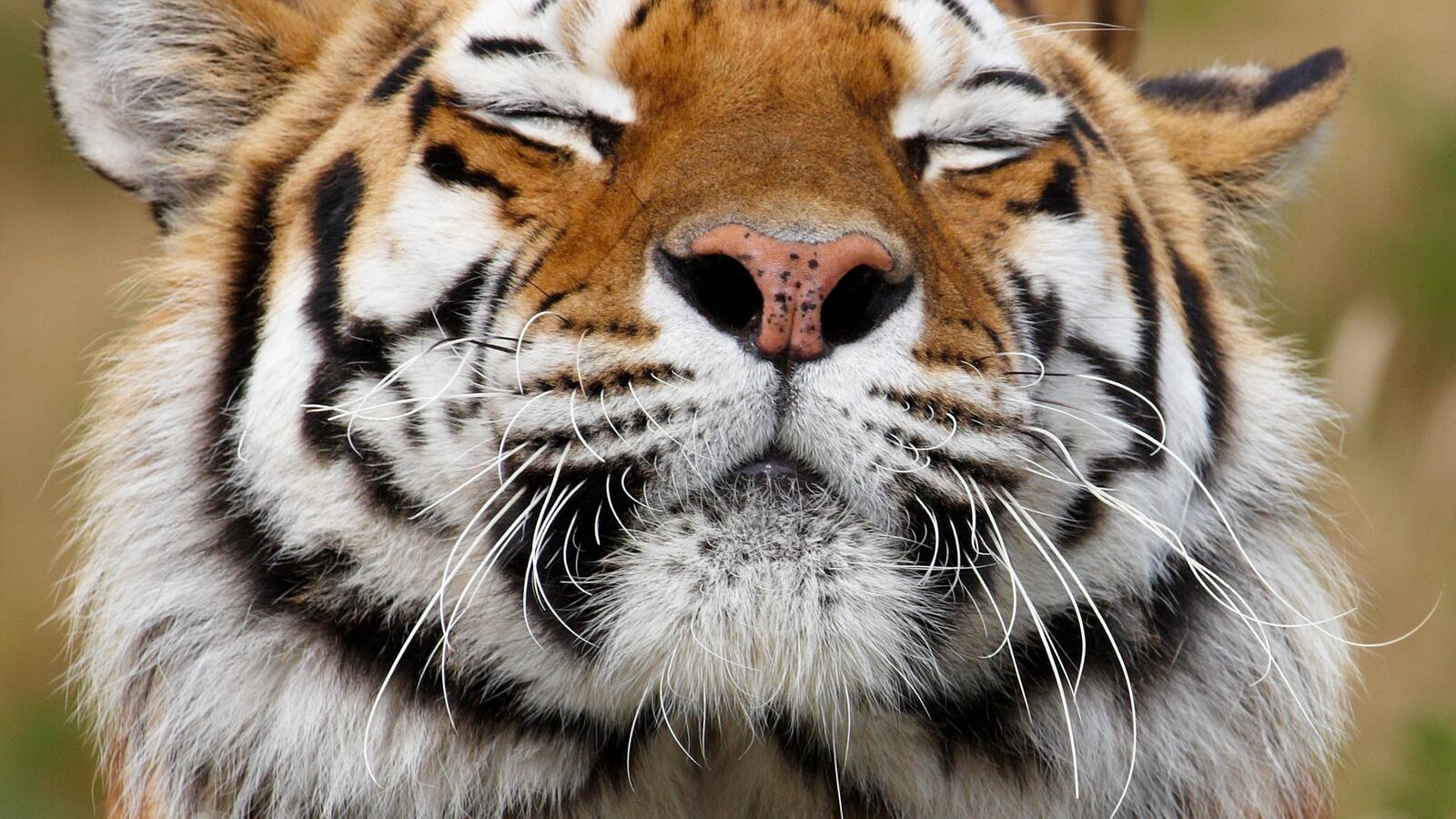 Wallpapers tiger predator nose on the desktop