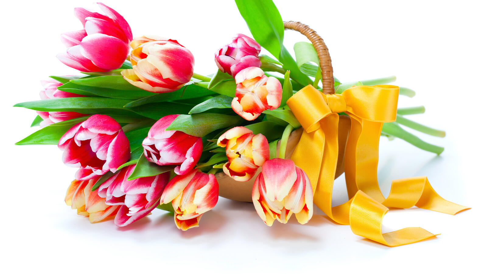 Wallpapers tulips petals stems on the desktop
