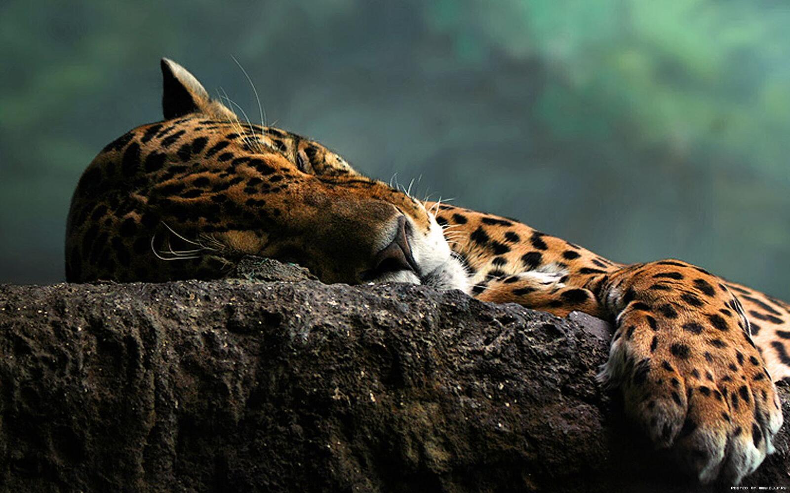 Wallpapers animals Jaguar cats on the desktop