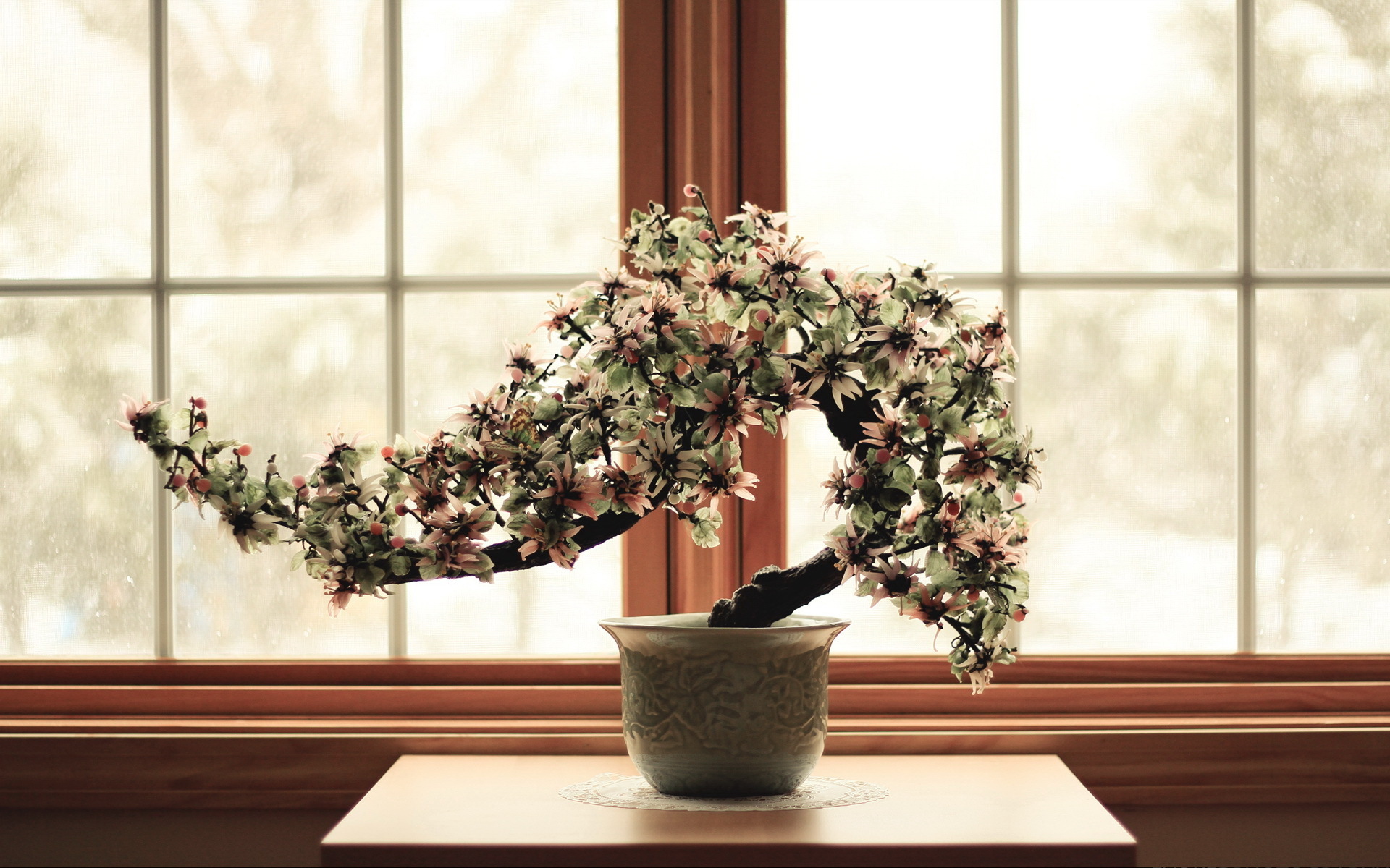 Обои карликовое деревце окно цветок на рабочий стол