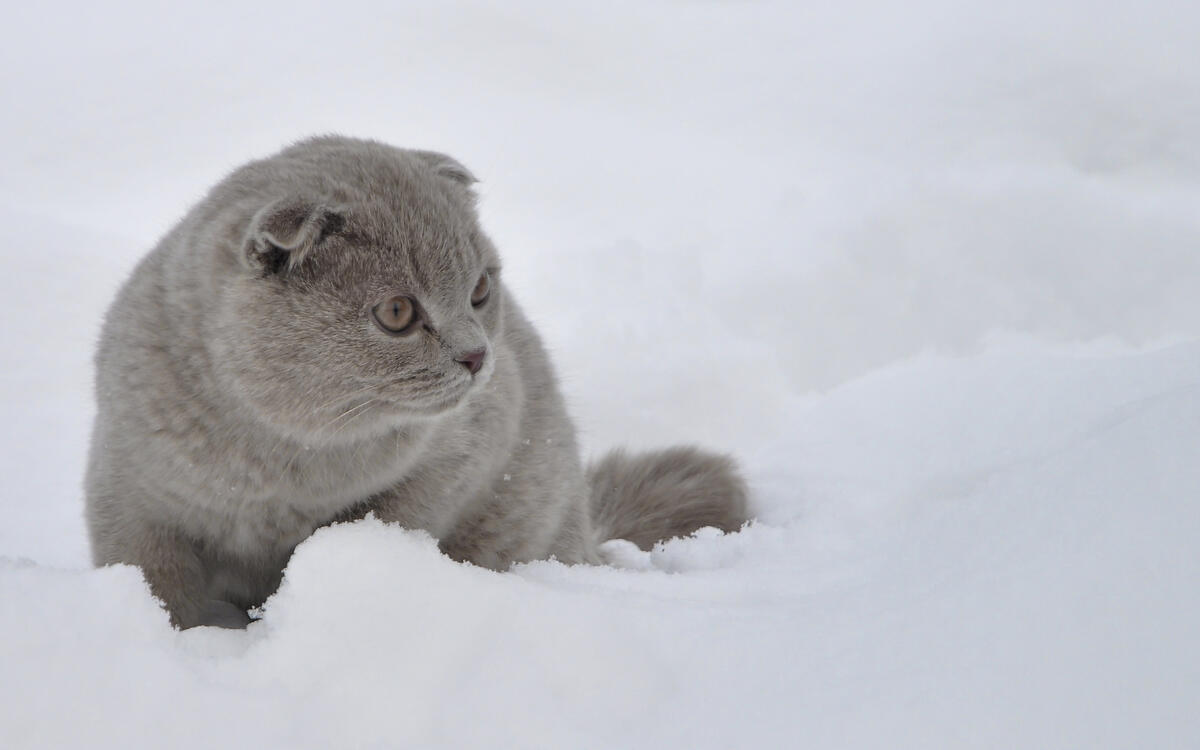 Шотландская серая кошка сидит на снегу