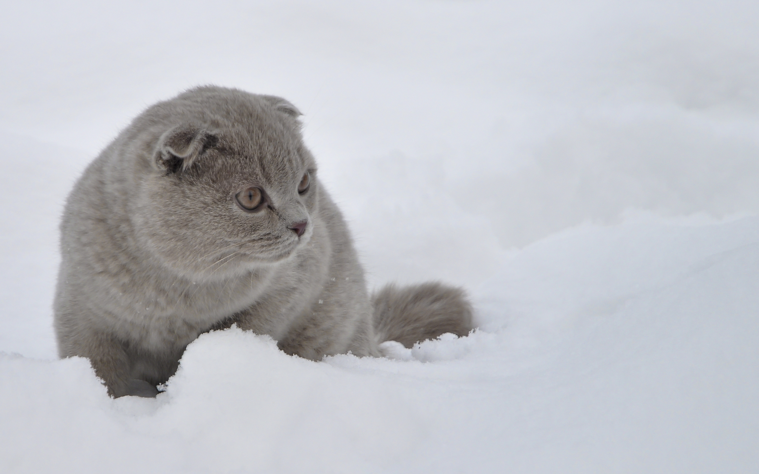 Бесплатное фото Шотландская серая кошка сидит на снегу