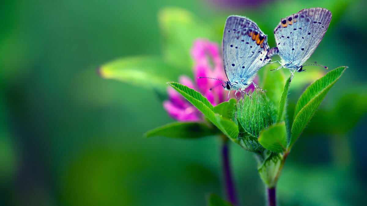 Две голубые бабочки на цветке