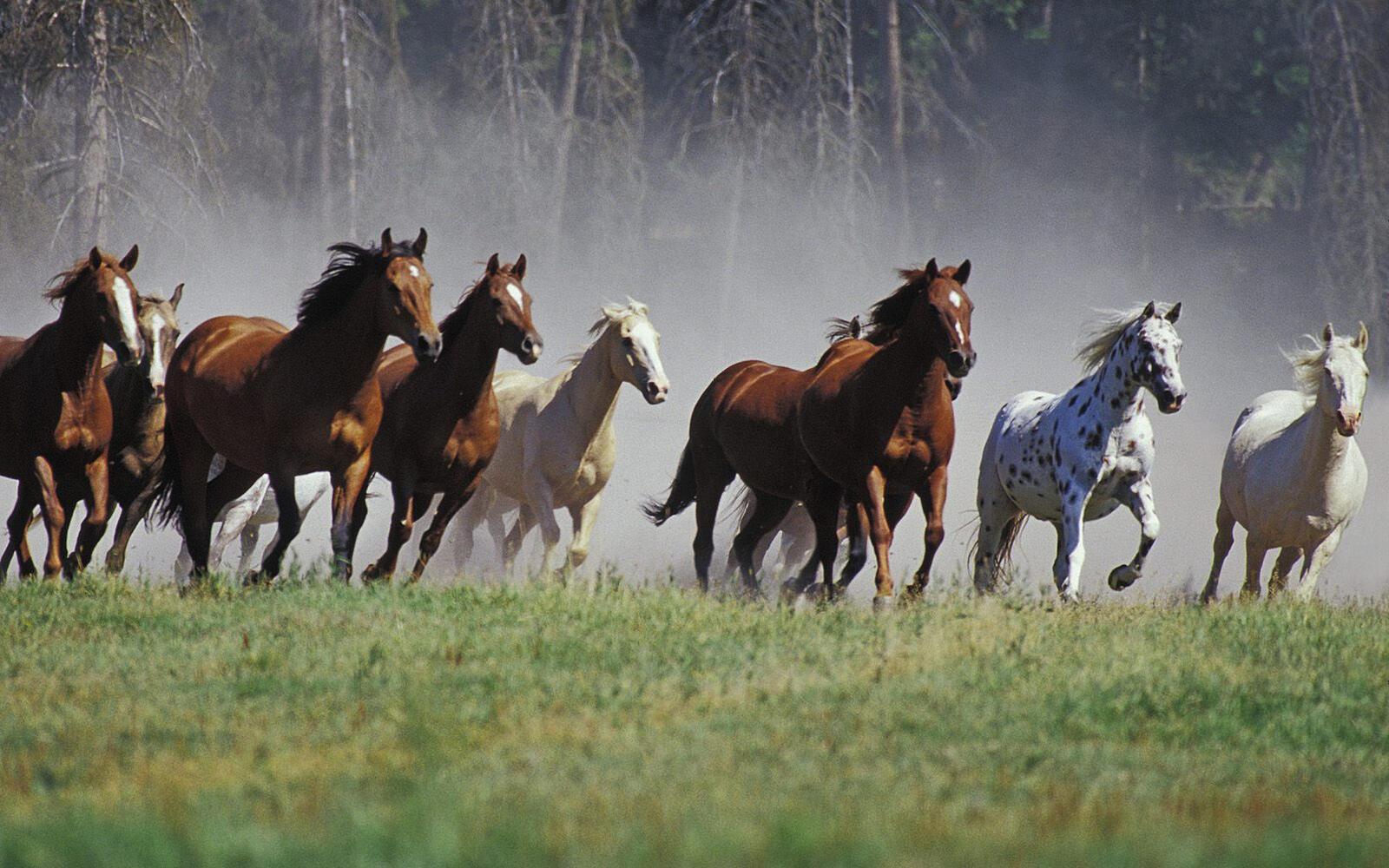 Wallpapers horses herd run on the desktop