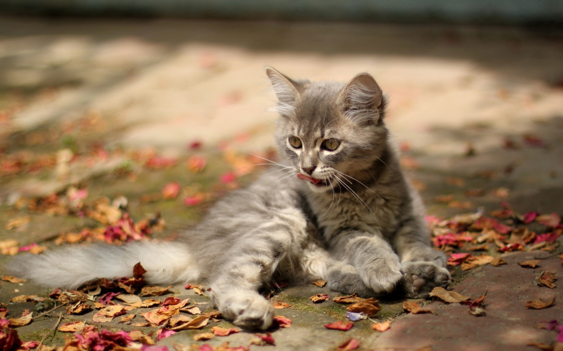 котенок язык листья без смс