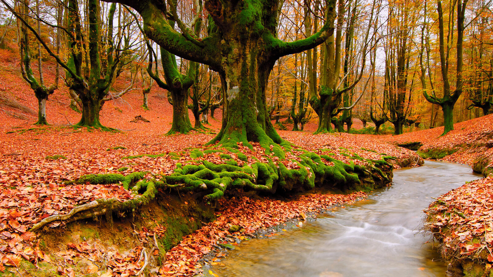Wallpapers autumn forest river on the desktop
