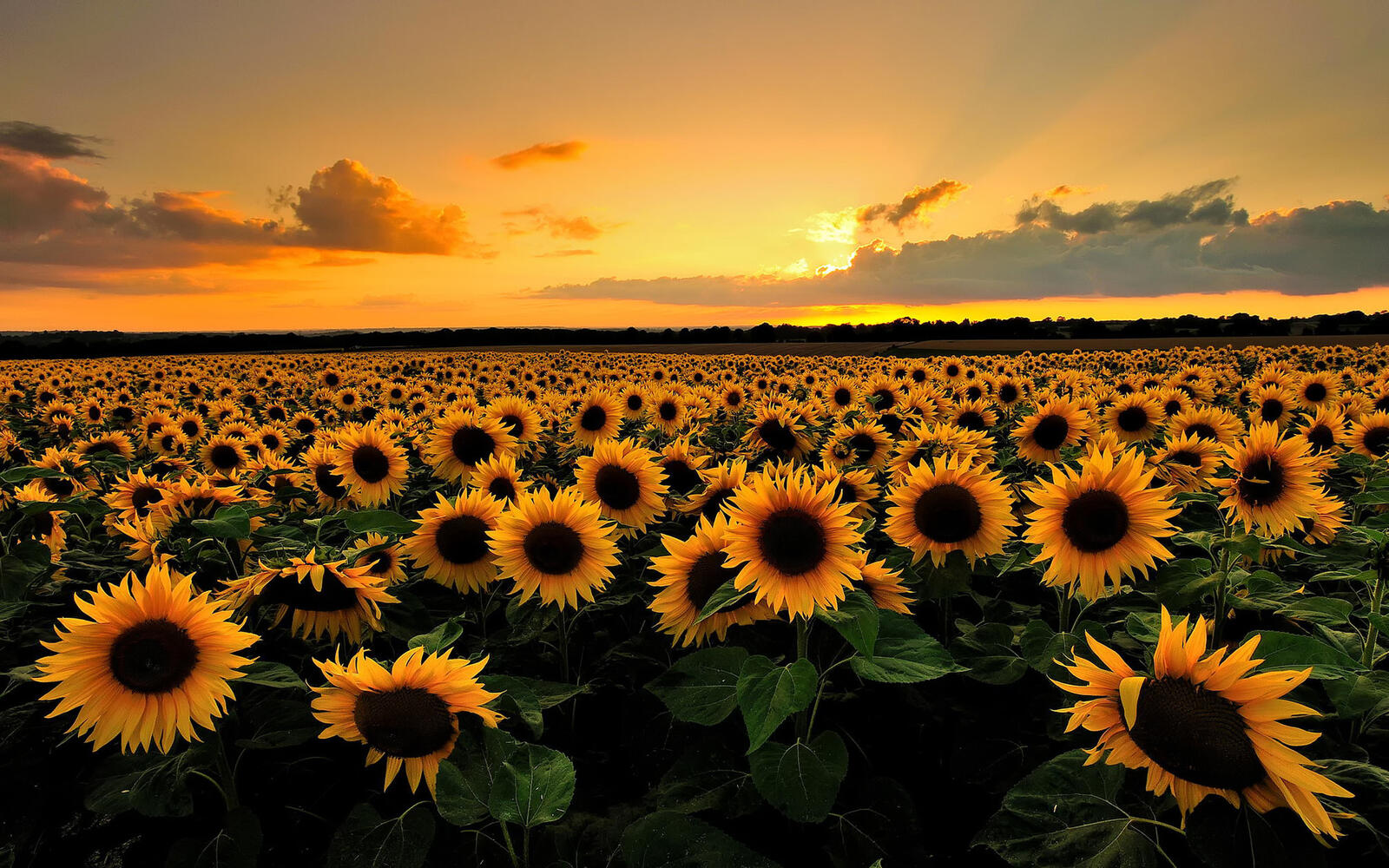 Wallpapers sunflower sunset horizon on the desktop