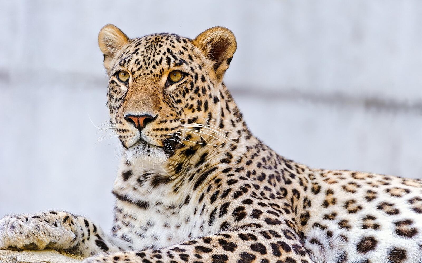 Wallpapers spotted leopard view predator on the desktop