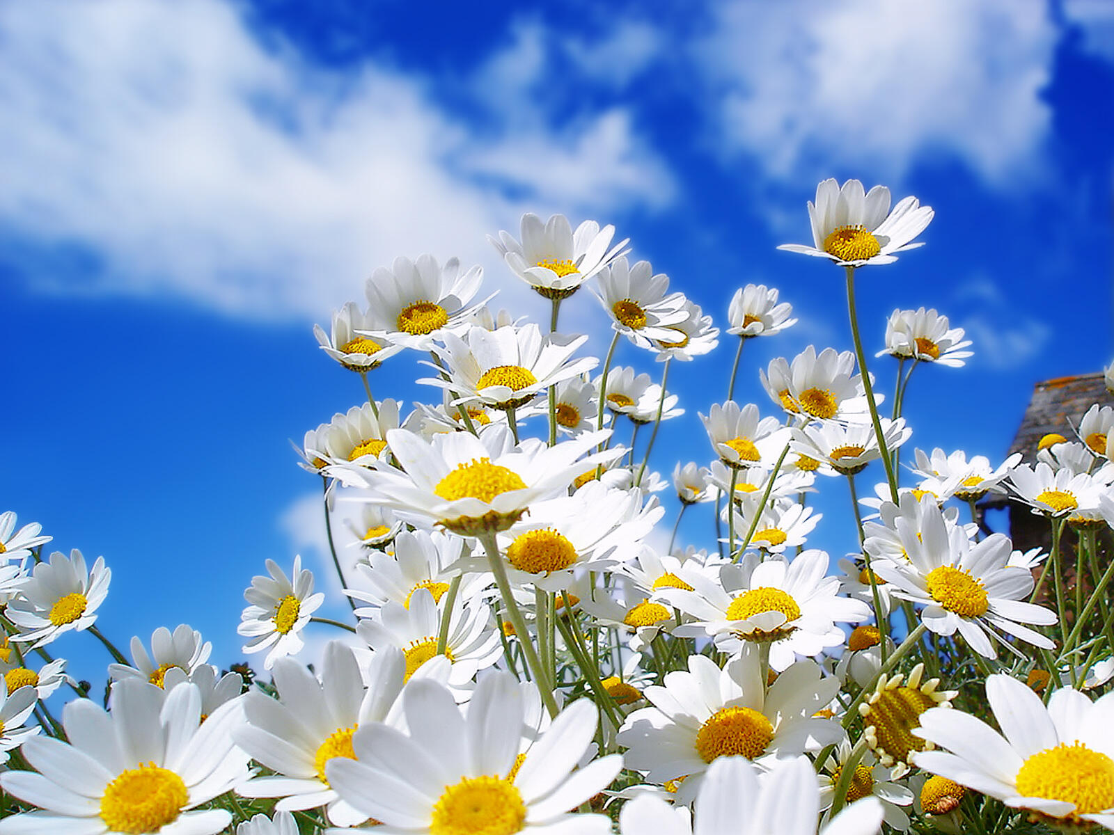 Wallpapers daisies stems sky on the desktop