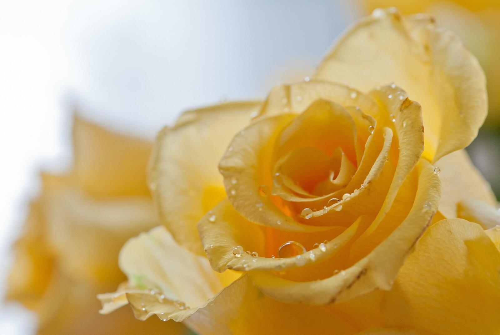 Обои роза желтая макро на рабочий стол