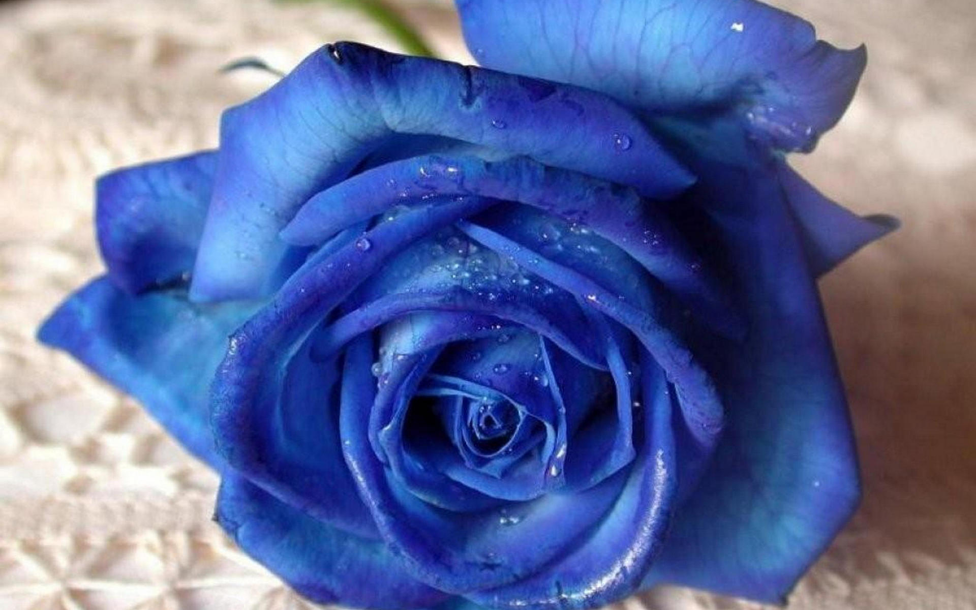 Обои синяя роза лепестки на рабочий стол