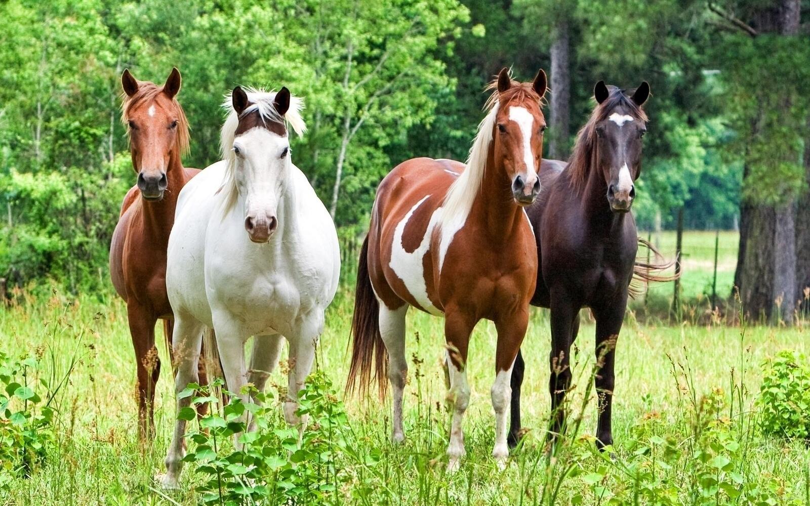 Wallpapers stallions horses stallion on the desktop