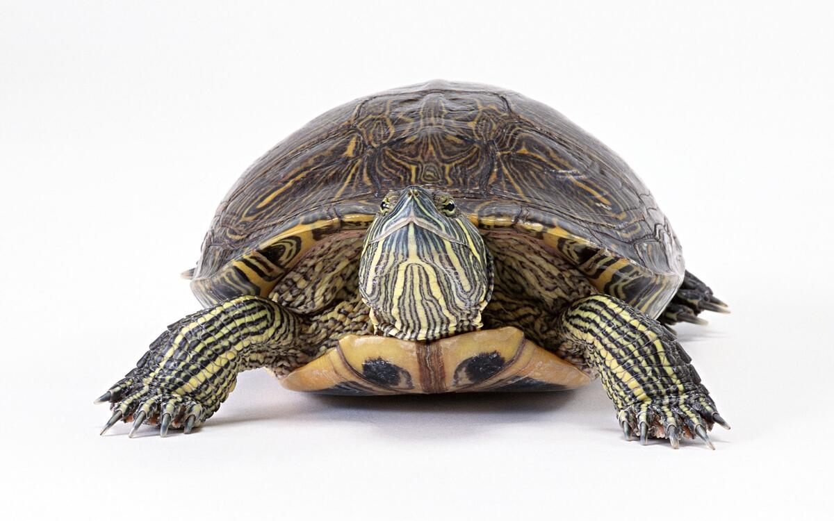 Large red-eared turtle on white background