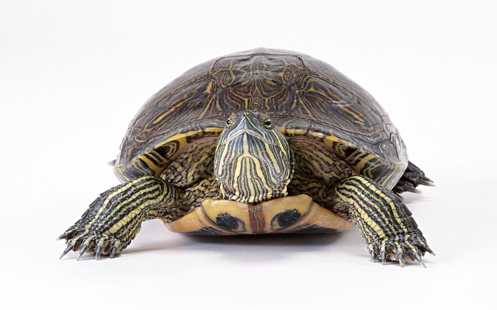 Free photo Large red-eared turtle on white background