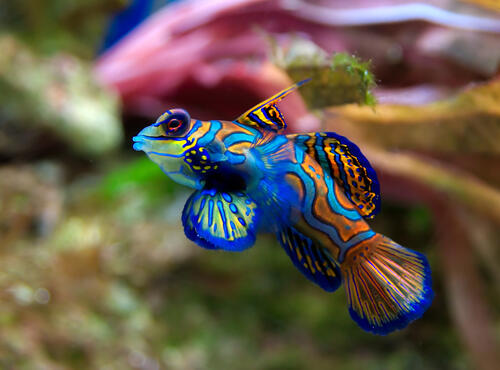 Unusual blue-colored fish