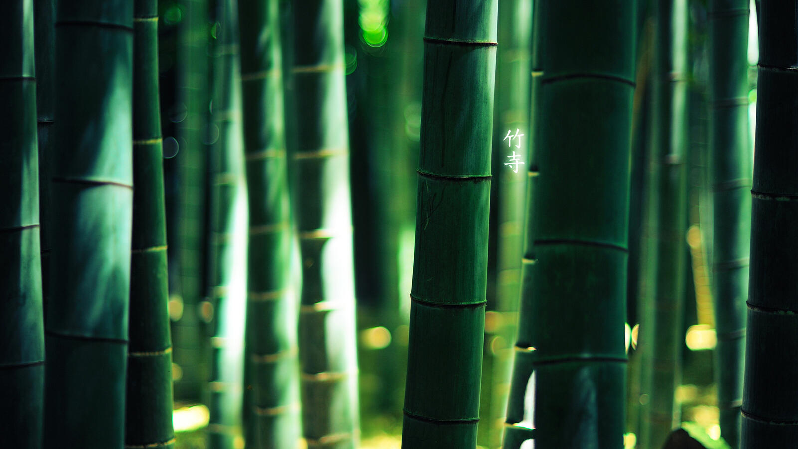 Wallpapers bamboo thicket green on the desktop