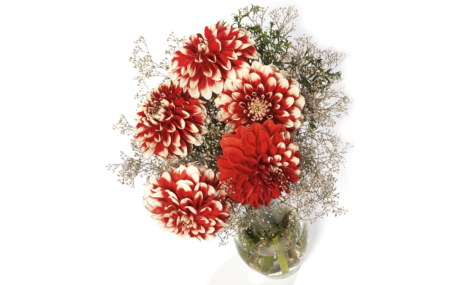 Wallpapers chrysanthemum red bouquet on the desktop