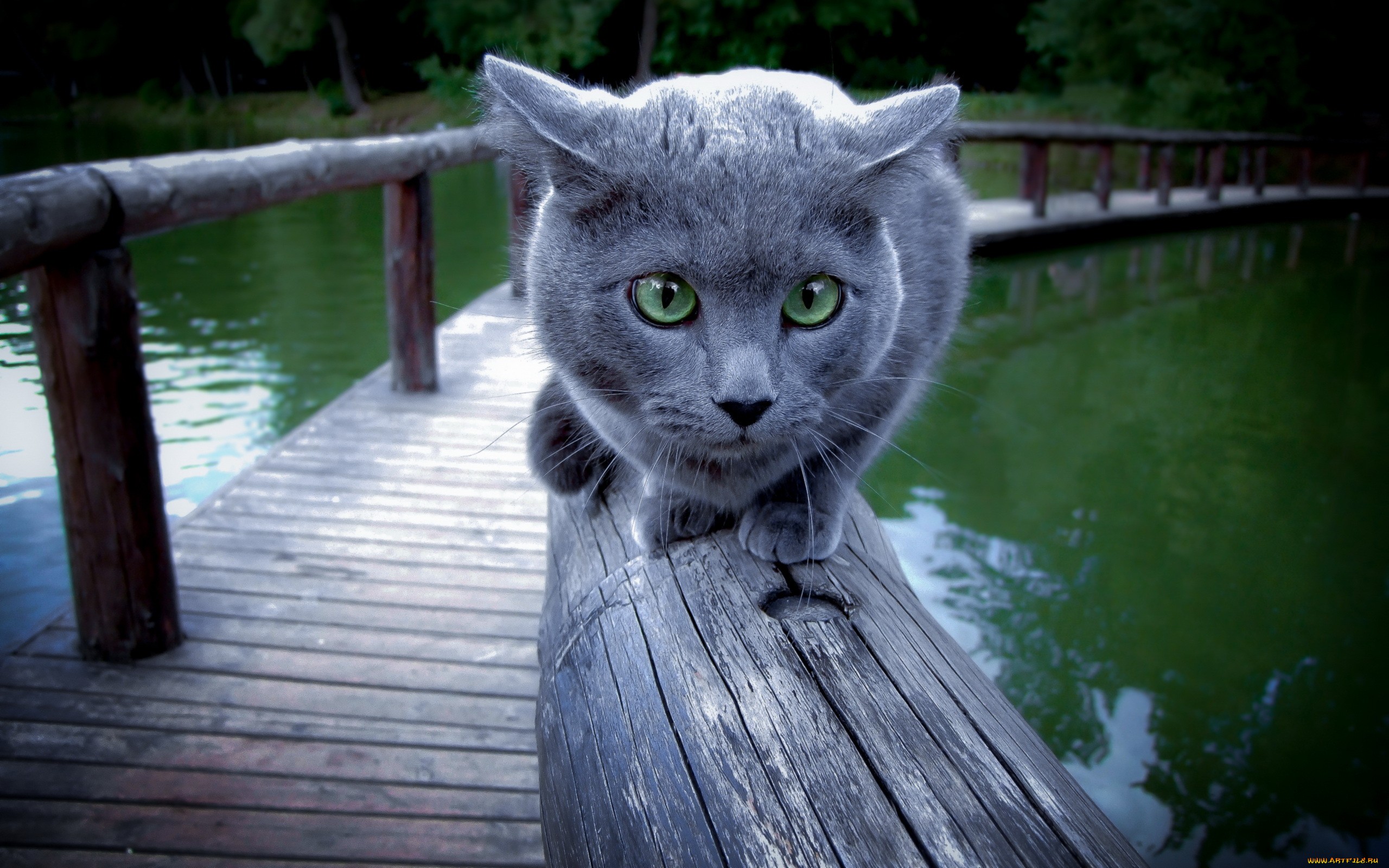 Фото бесплатно кот, серый, дымчатый