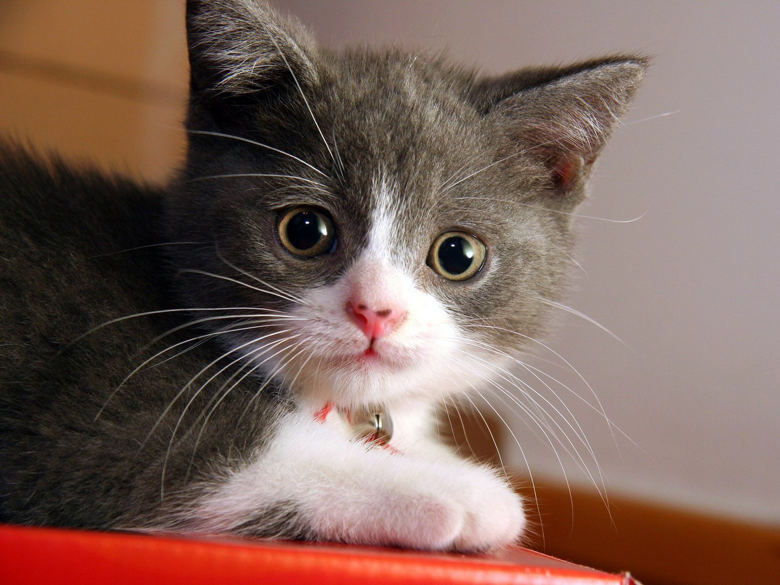 Фото бесплатно котенок, морда, уши