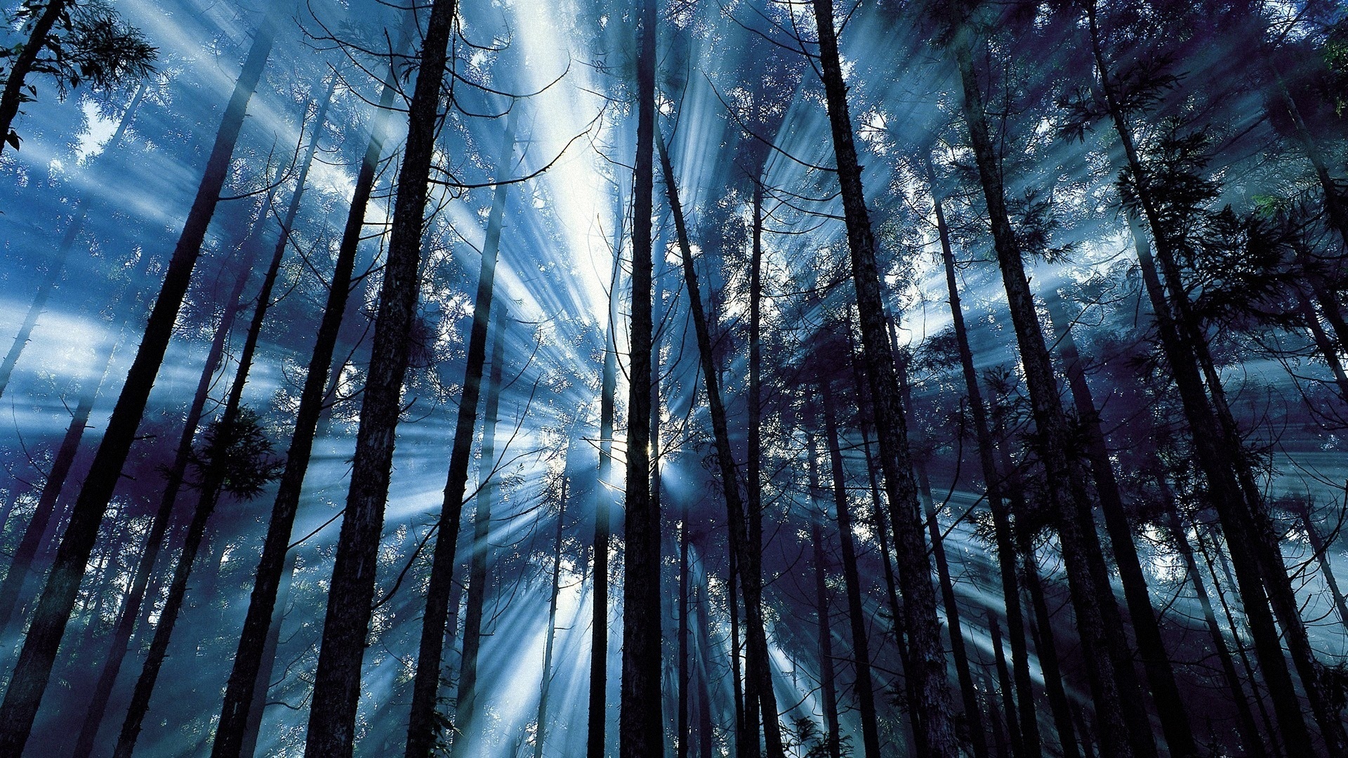 Фото бесплатно лес, деревья, свет