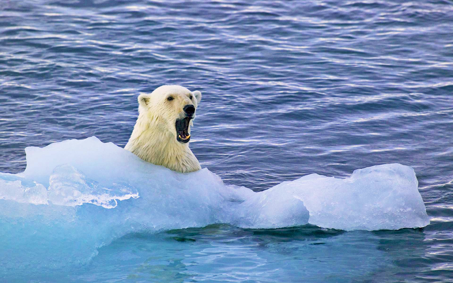 Обои море лёд медведь на рабочий стол