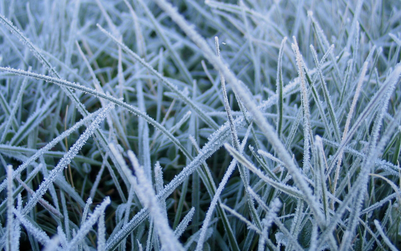 Wallpapers frost grass green on the desktop