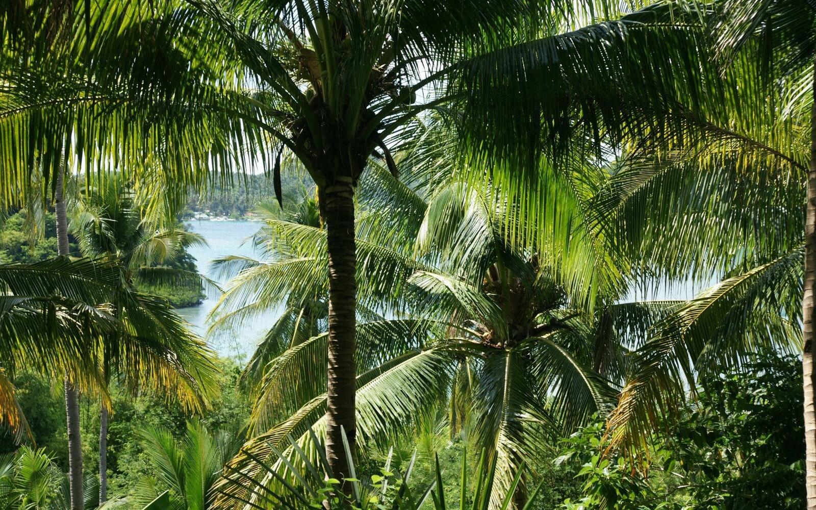 Wallpapers palms tropics island on the desktop