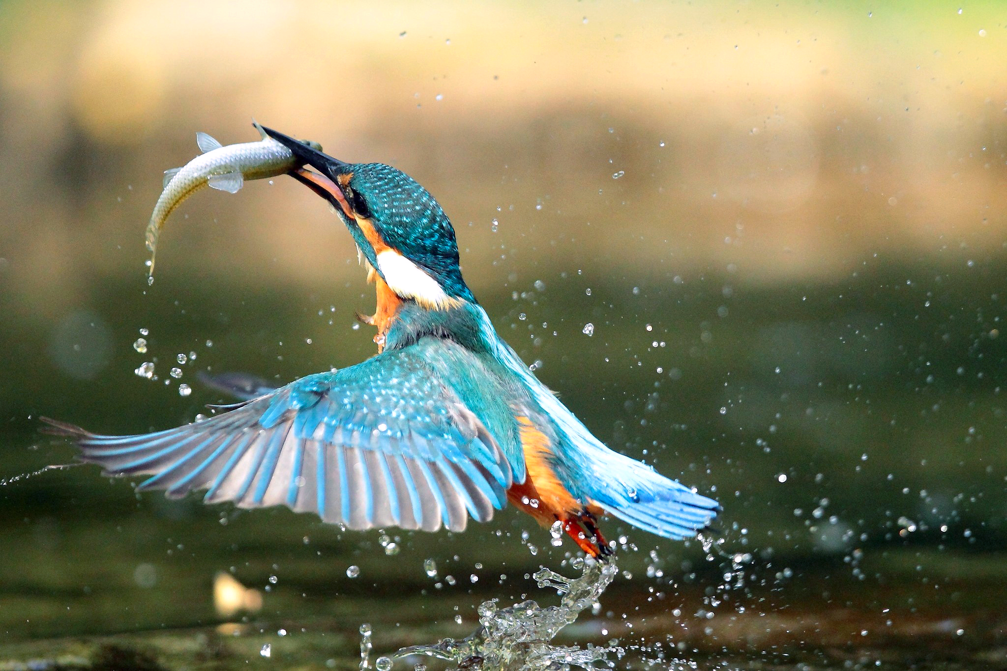 Wallpapers bird catches fish on the desktop