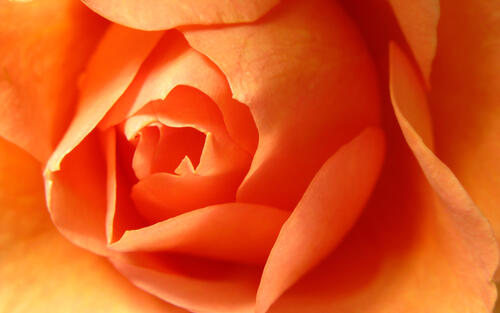 Orange rosebud close-up.
