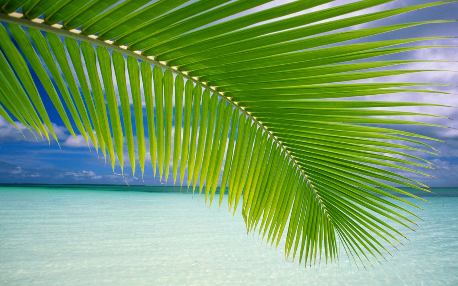 Wallpapers tropics sea leaf on the desktop