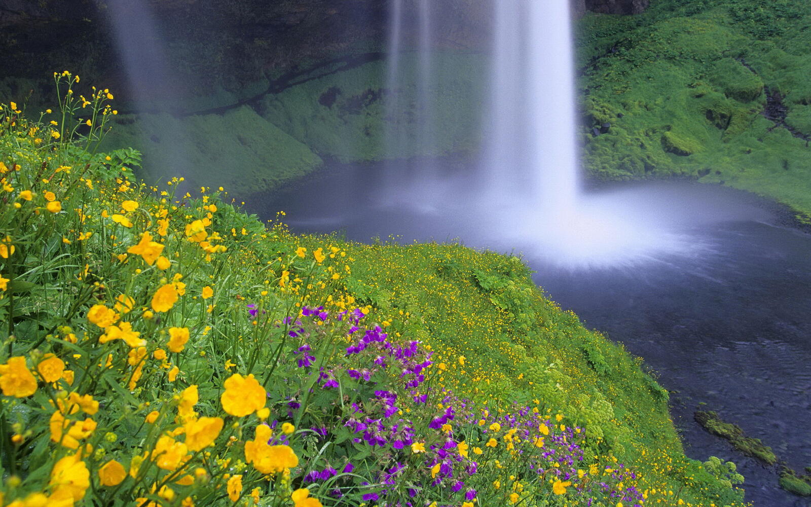 Wallpapers water flowers mountains on the desktop