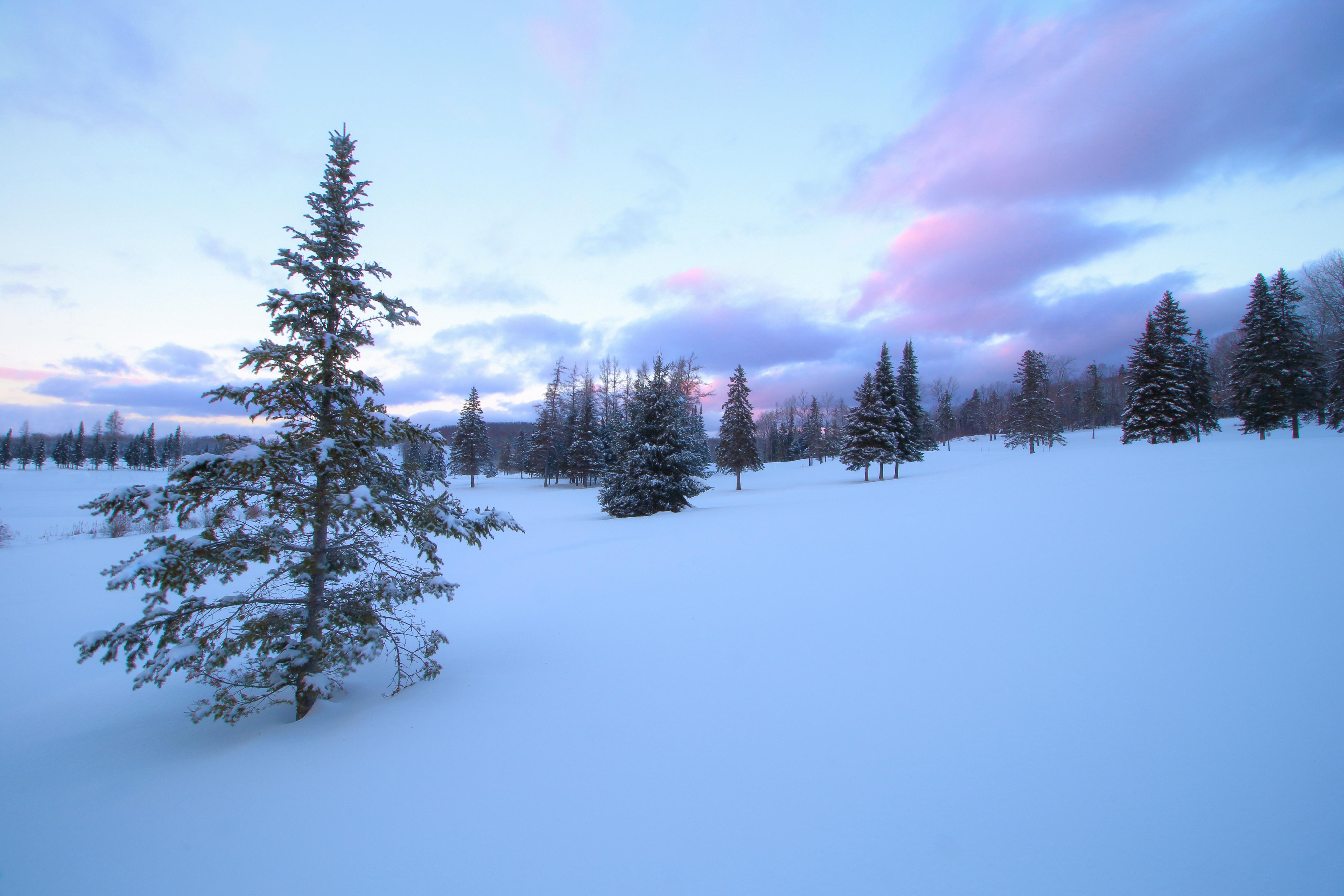 Фото бесплатно зима, снег на деревьях, снег на поле