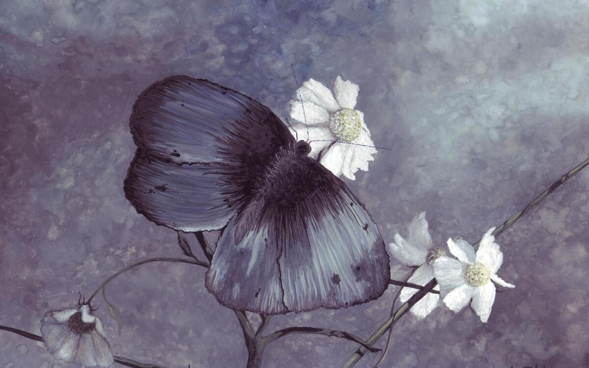 Drawing of a black butterfly on a white flower