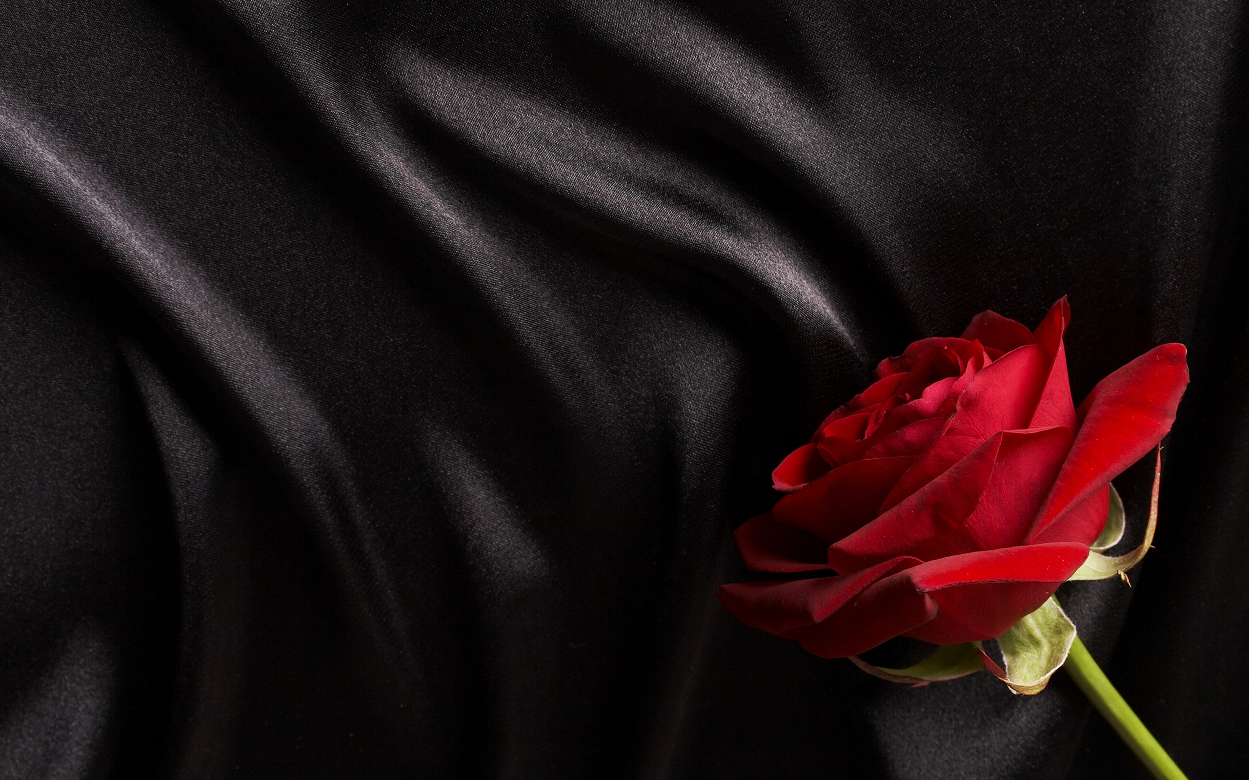 Обои красная роза черный фон на рабочий стол