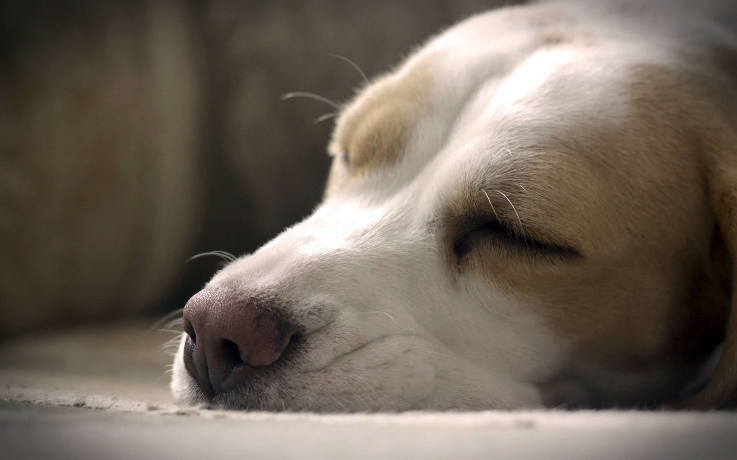 Wallpapers sleep dog beauty on the desktop