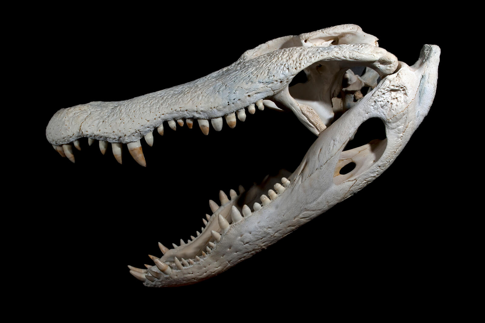 Wallpapers alligator crocodile skull on the desktop
