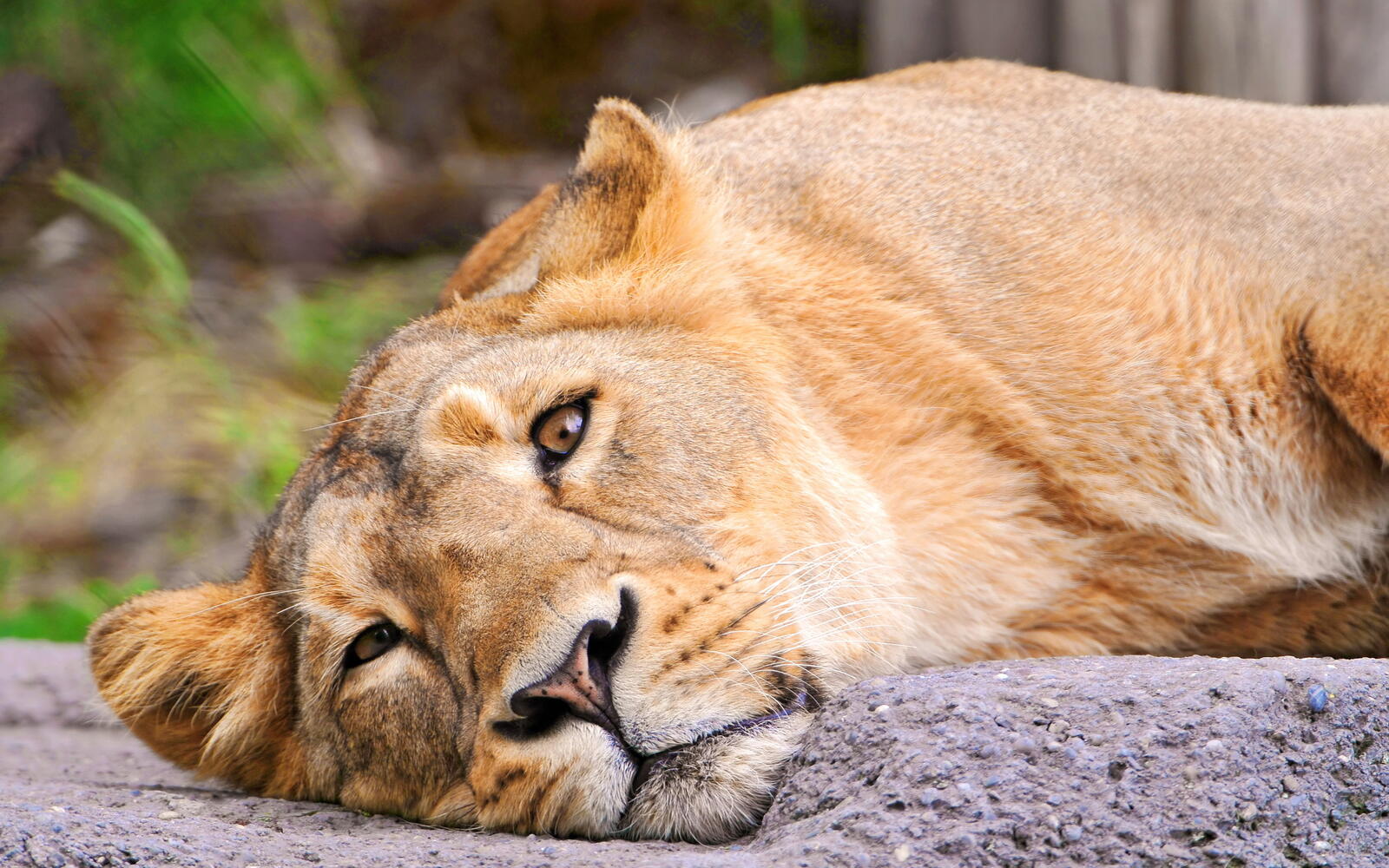 Wallpapers lioness lays rock on the desktop