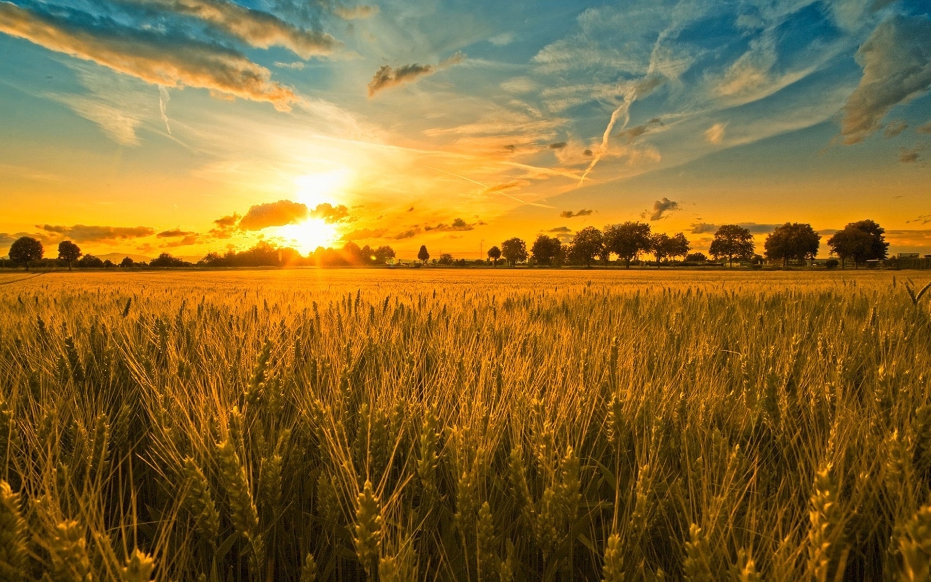 Фото бесплатно закат, пшеничное, поле