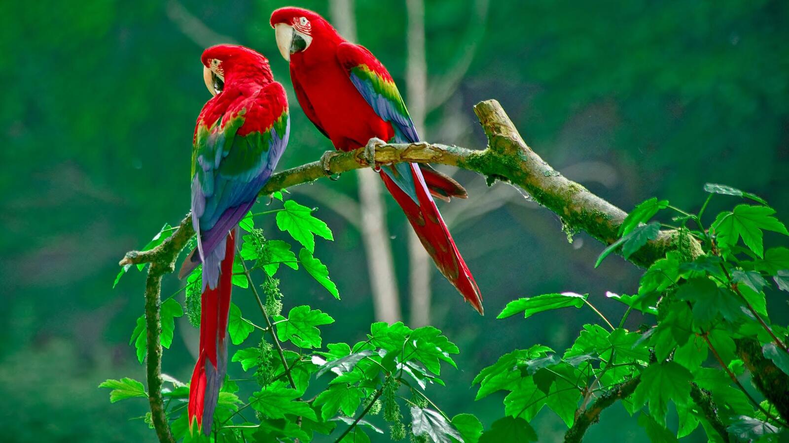 Wallpapers branch leaves parrots on the desktop