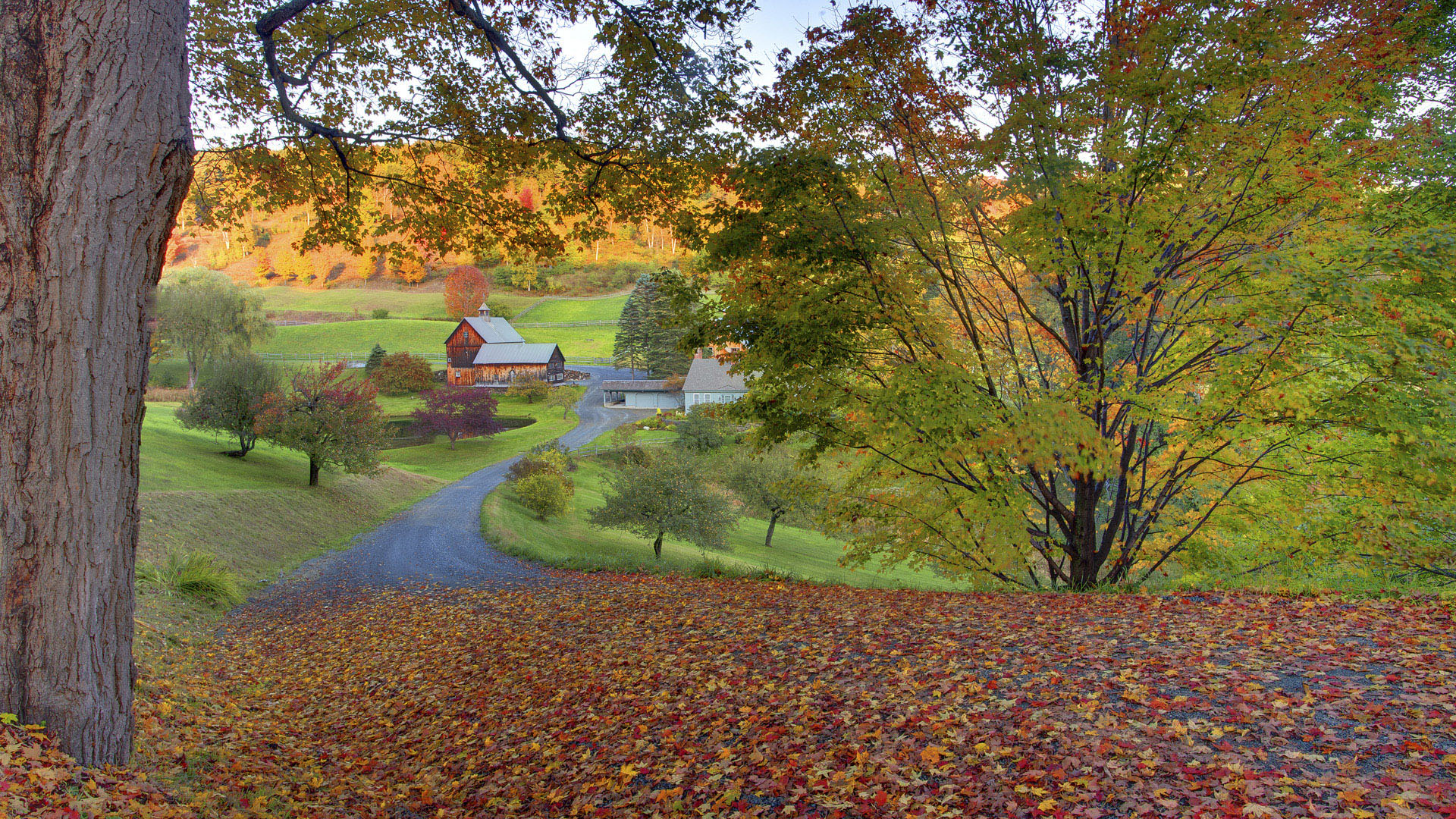 Бесплатное фото Большая куча опавших листьев у корней деревьев
