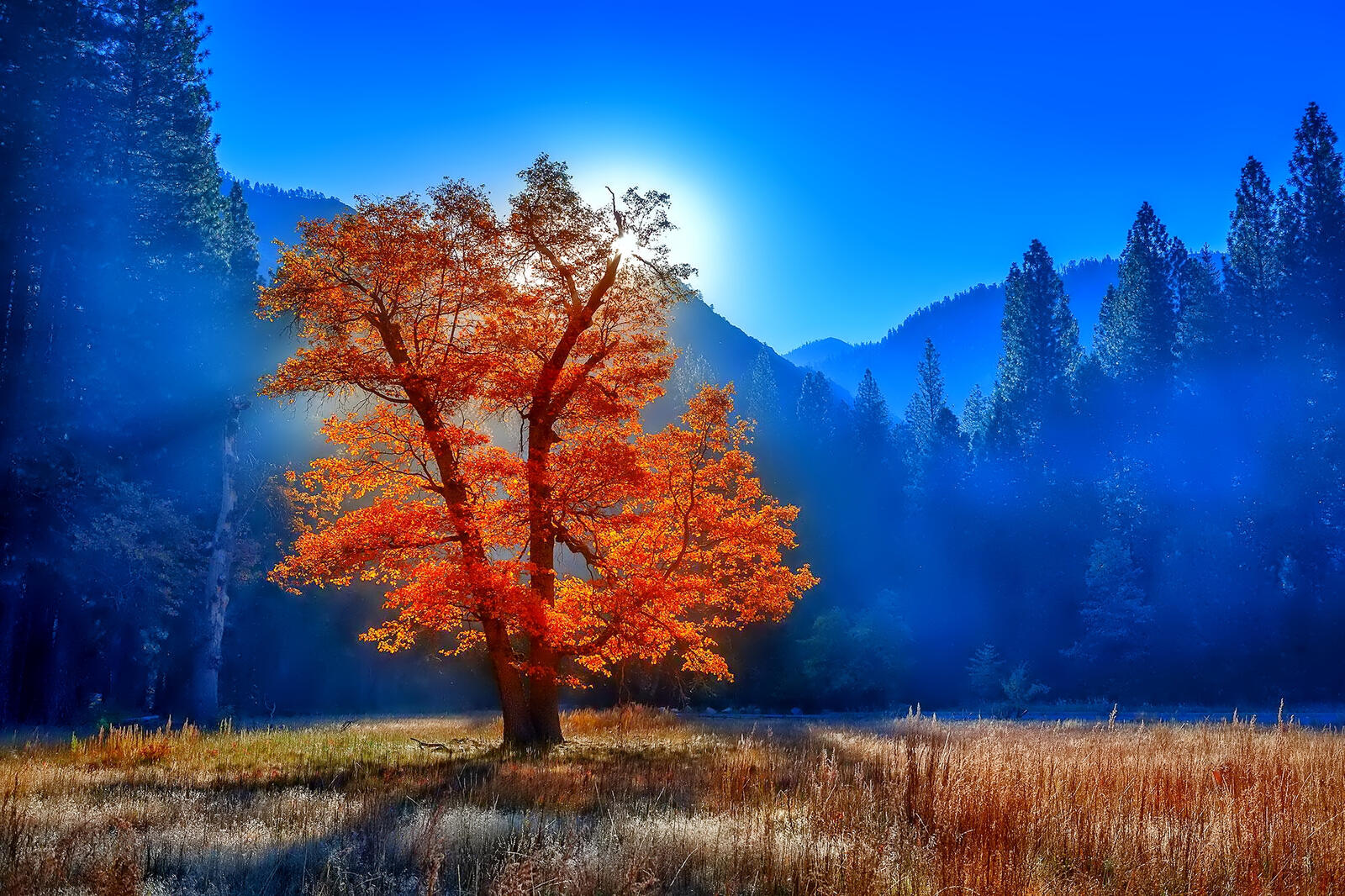 Wallpapers lone tree sunny weather autumn on the desktop