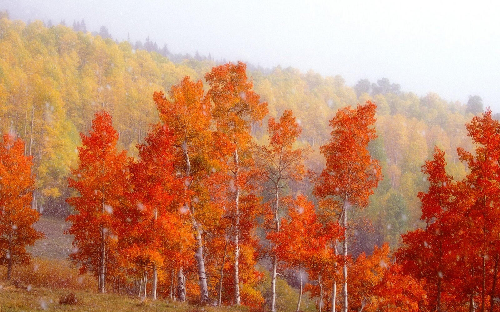 Wallpapers autumn trees birches on the desktop