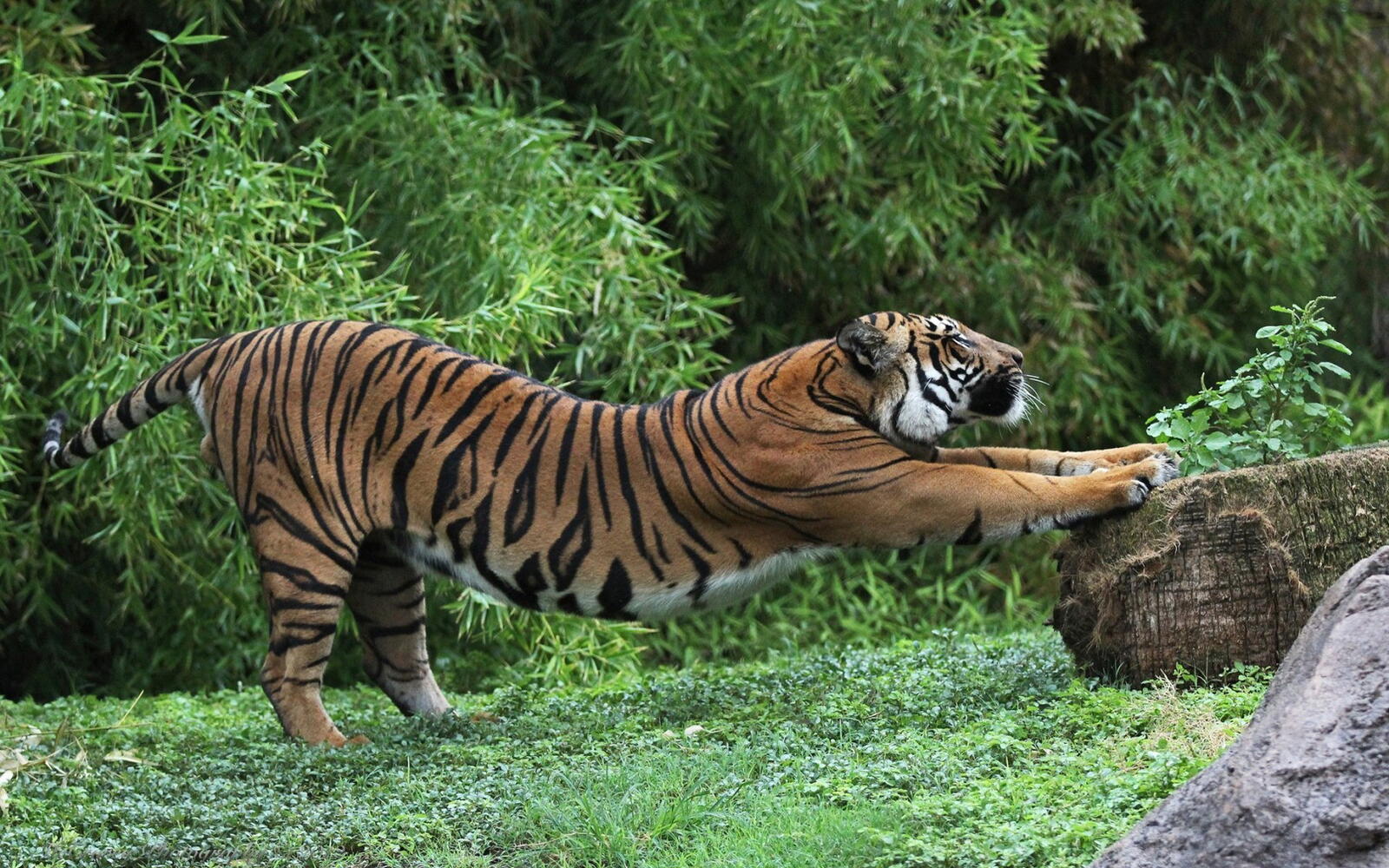 Обои тигр зверь хищник на рабочий стол