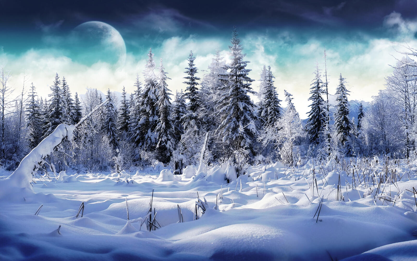 Wallpapers snow-covered firs moon snow on the desktop