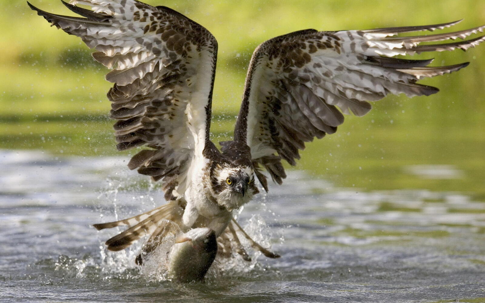 Wallpapers eagle caught fish on the desktop