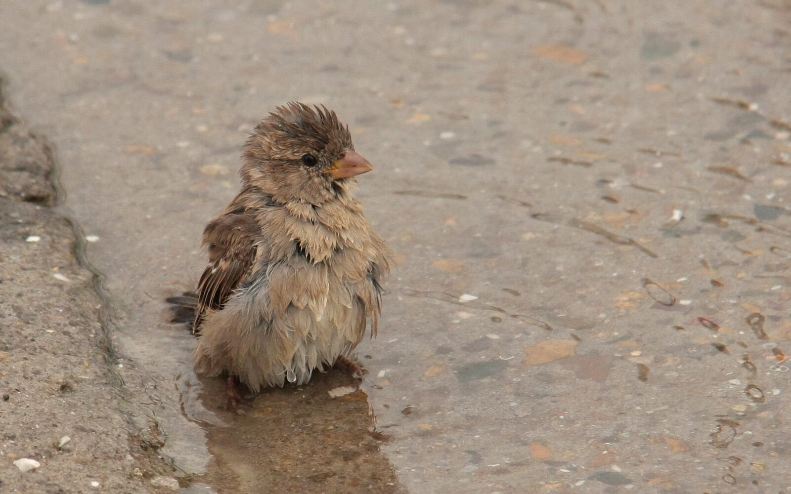 Wallpapers sparrow in a puddle washed on the desktop