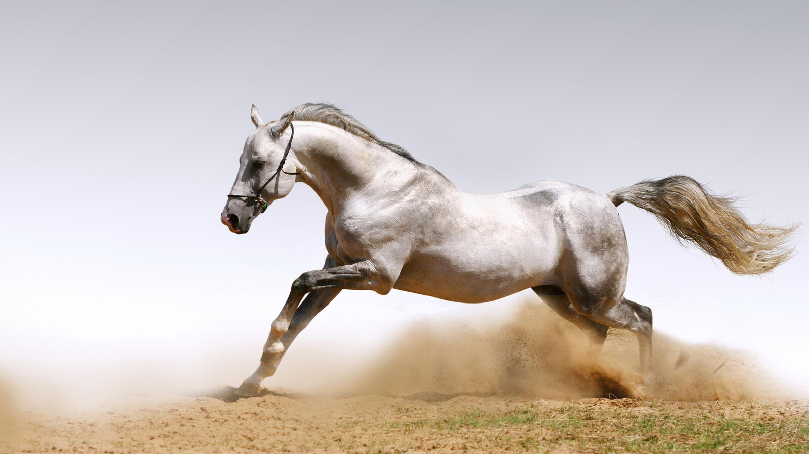 Wallpapers horse download sand on the desktop